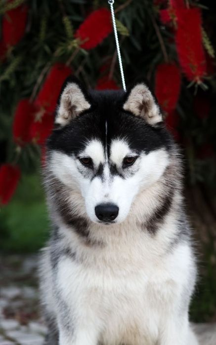 Husky Siberiano com LOP - Iaspis