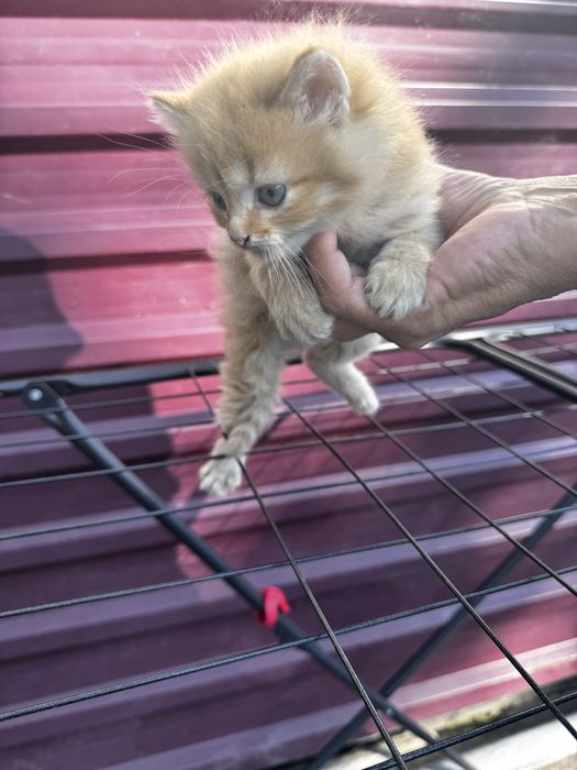 Маленьки котики