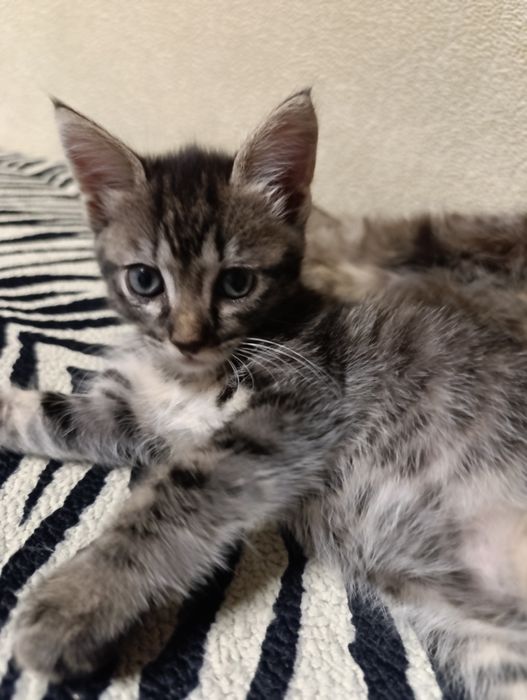 Котята у хороші ручки