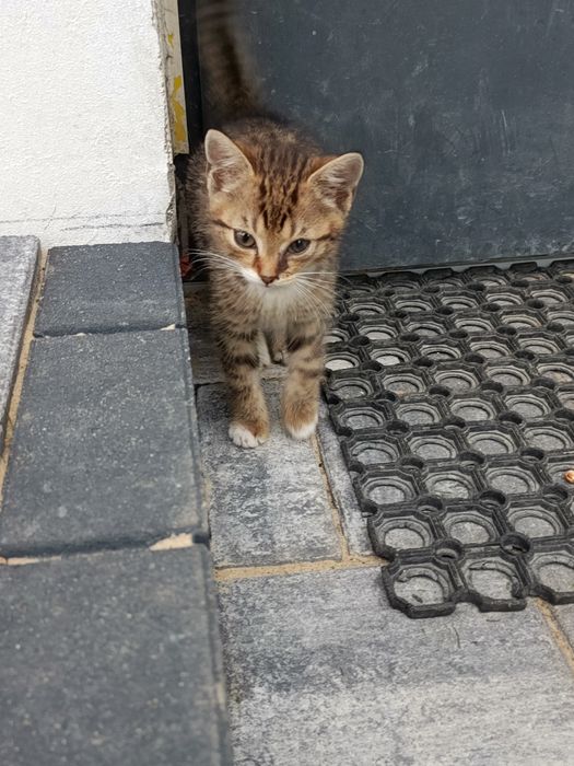 Oddam kotki w dobre ręce
