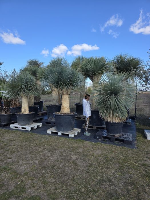 Juka ,niebieska ,Yucca rostrata, mrozoodporna -20