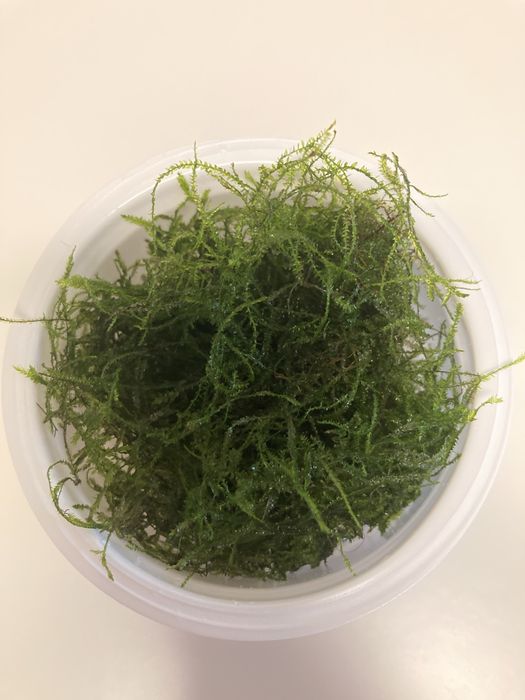 Musgo java ( Taxiphyllum barbieri  )