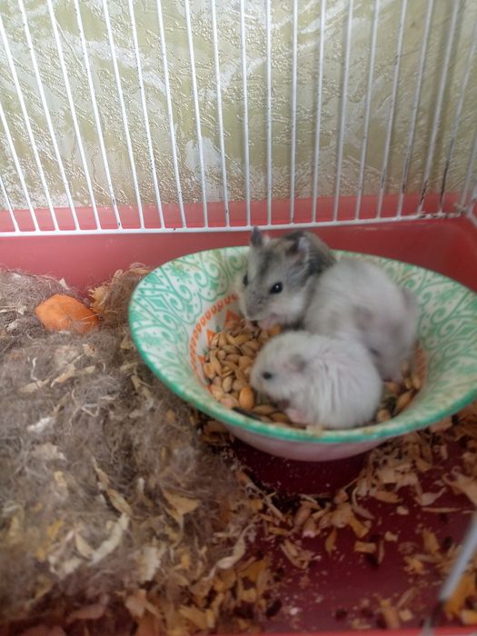 Джунгарские хомячки