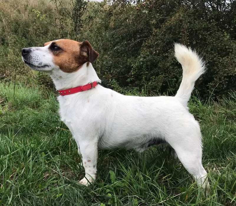Jack Russell Terrier - suczki z domowej hodowli