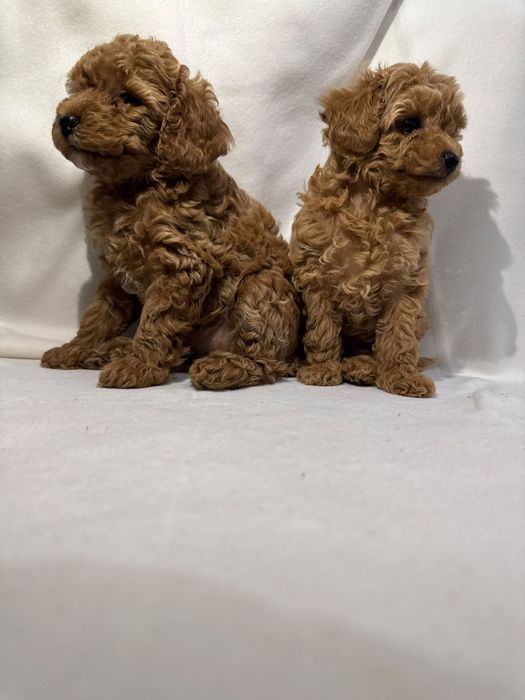 Caniche toy 2 meses