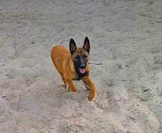 Цена снижена! Девочка малинуа! Щенок бельгийской овчарки