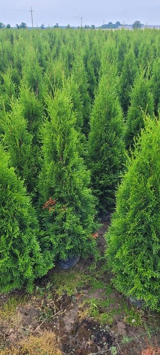 Tuja Smaragd 120 cm tuje szmaragd 80 brabant thuja 120 czestochochowa
