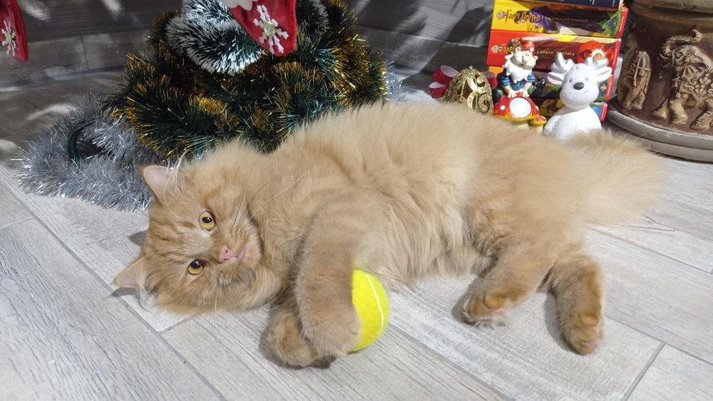 Загубився кіт, якщо хтось бачив, то будь ласка напишіть чи подзвоніть.