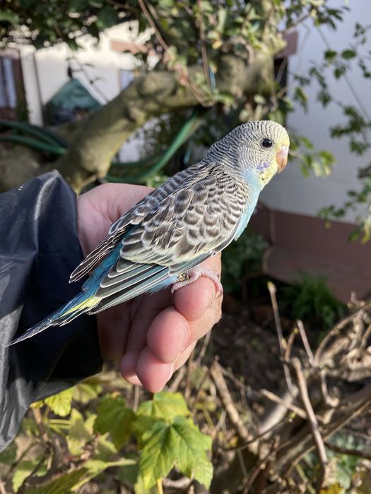 Periquito domesticado com gaiola exclusividade
