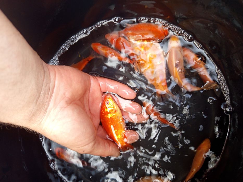 Ryby ozdobne, ryby do oczek, karaś ozdony