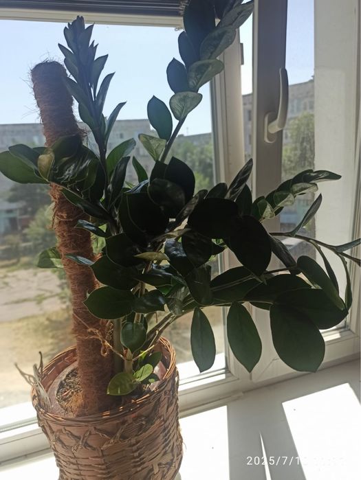 Взрослый цветок зомиокулькас