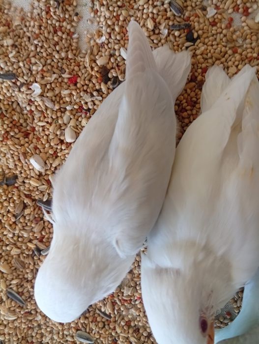 Agapornis roseicolis, criados à mão. Muito meigos.