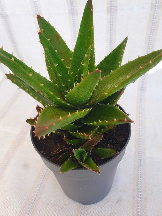 Planta - Aloe nobilis