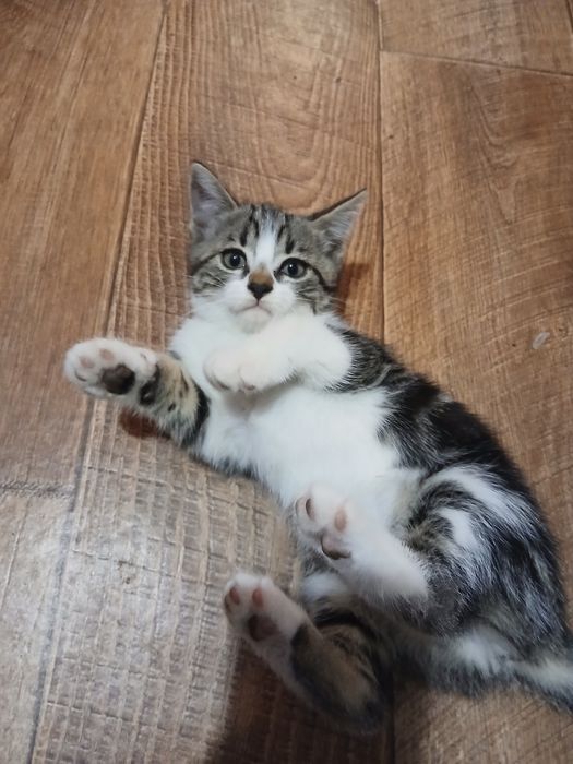 Отдам котят бесплатно