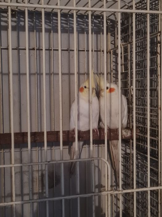 Casal Caturras adultas