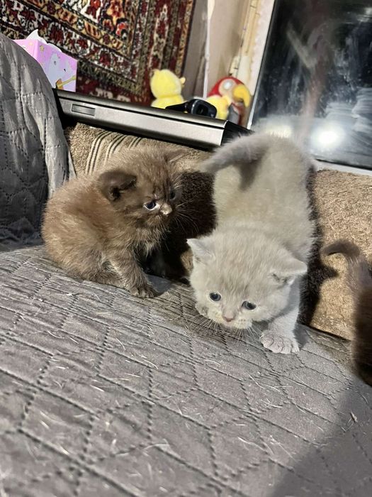 Продам сладеньких котят