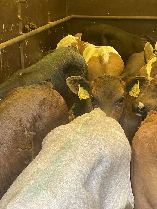 Sprzedam cielaki mięsne i samodzilne