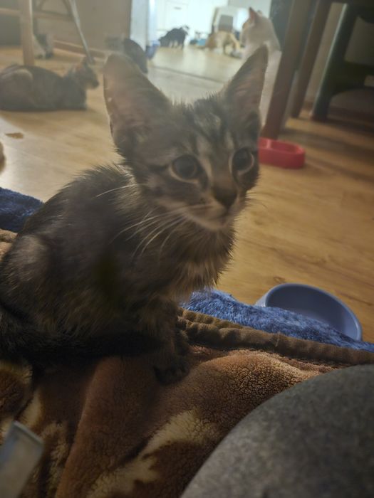 Adoptuj zwierzaki po traumie