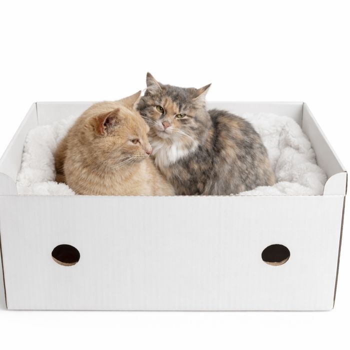 Прилаштовуються 3 Кішки 1 котик