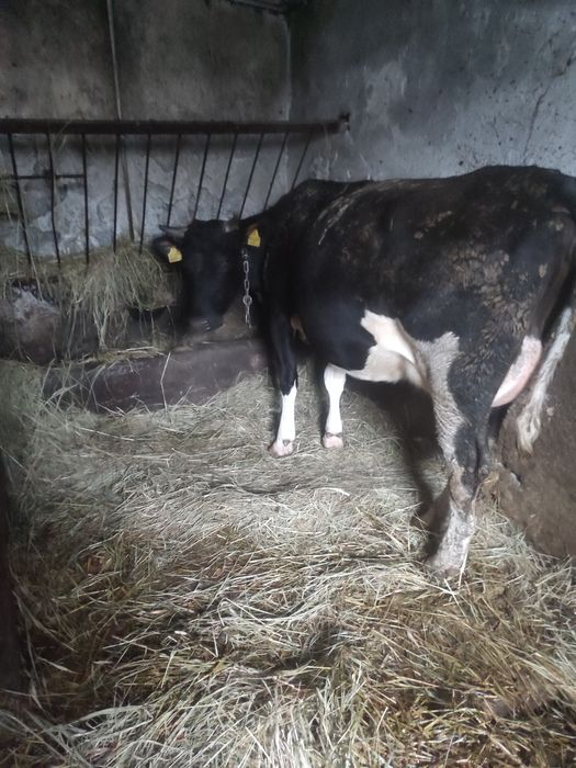 Sprzedam krowę mleczną