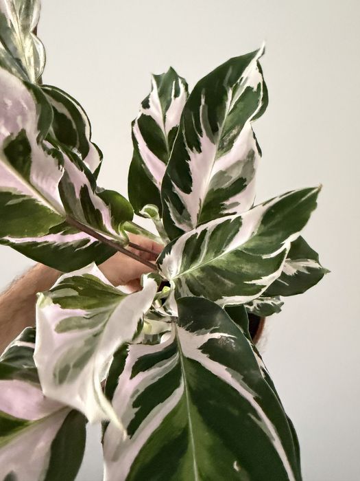 Calathea White Fusion