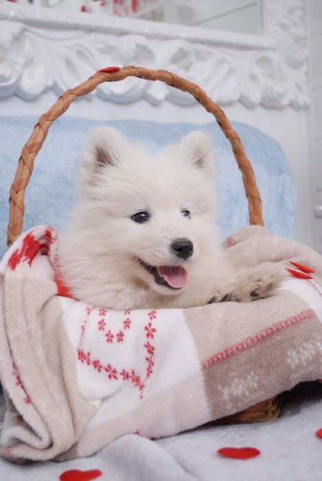 Самоед Вязка с самоедом