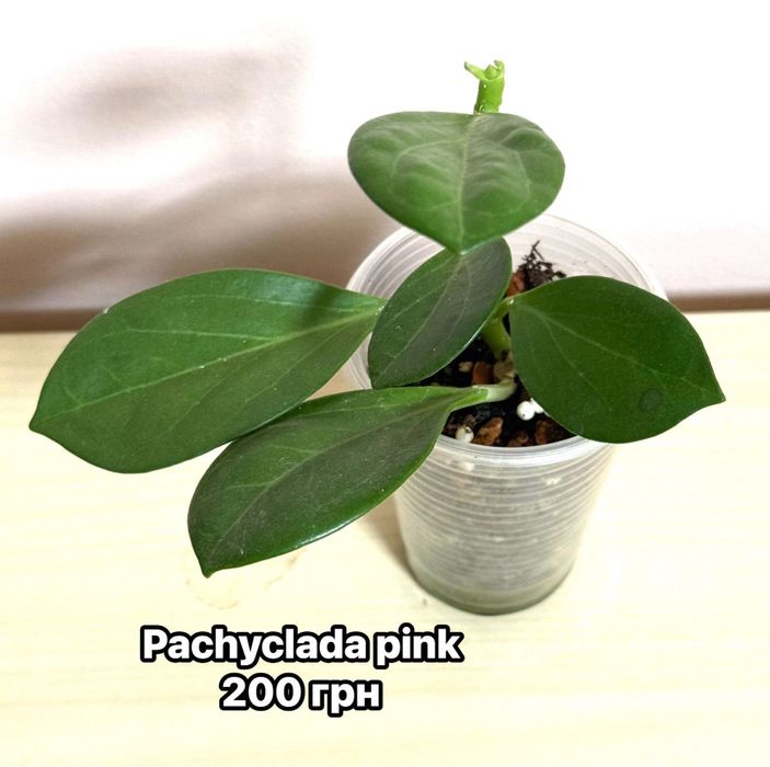 Densifolia , Noona , pachyclada, Pubicalyx,, Motoskii))