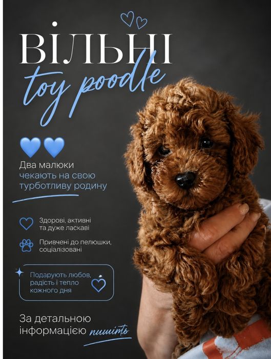 тойпудель редбраун