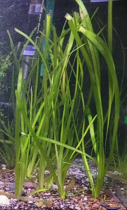 Planta aquário Vallisneria