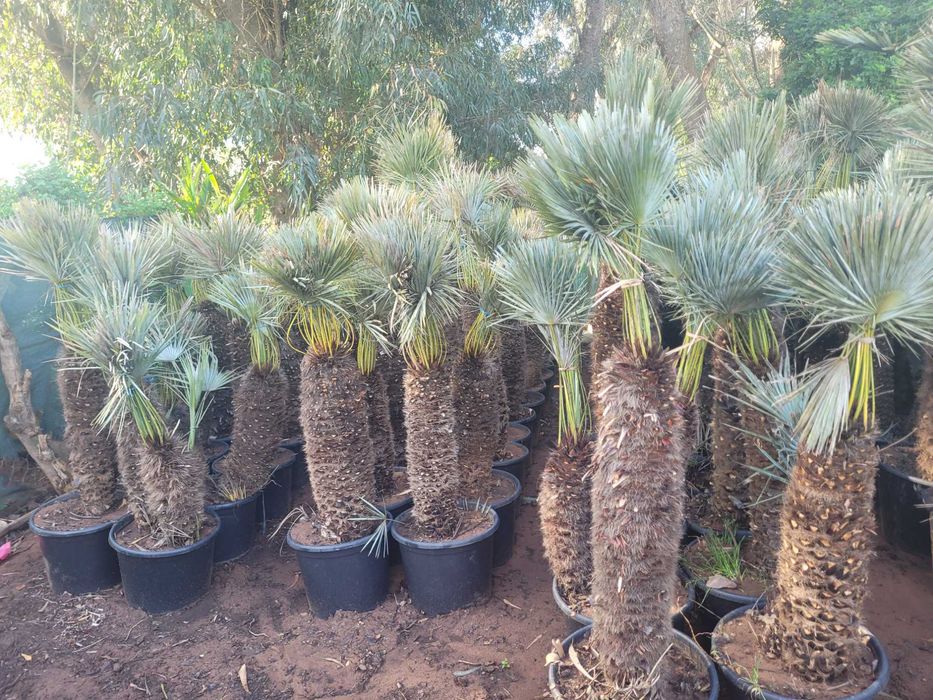 Coqueiros e Palmeiras Exóticas