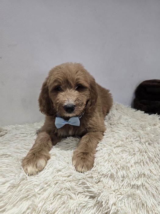 Goldendoodle f1b standard