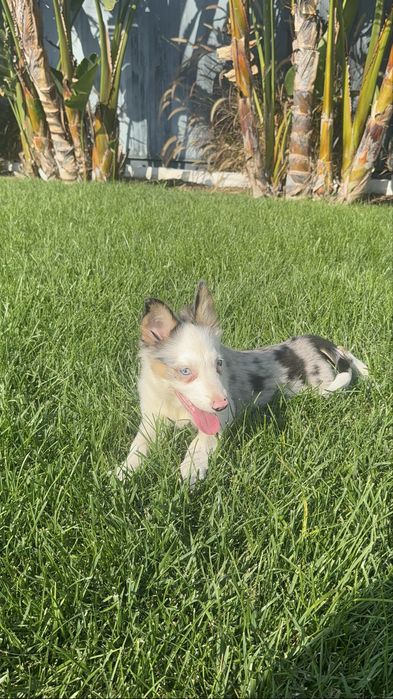 Border Collie Fêmea Merle Fofa
