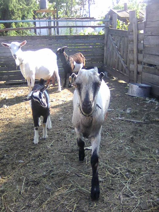 Продам породистых козликов!