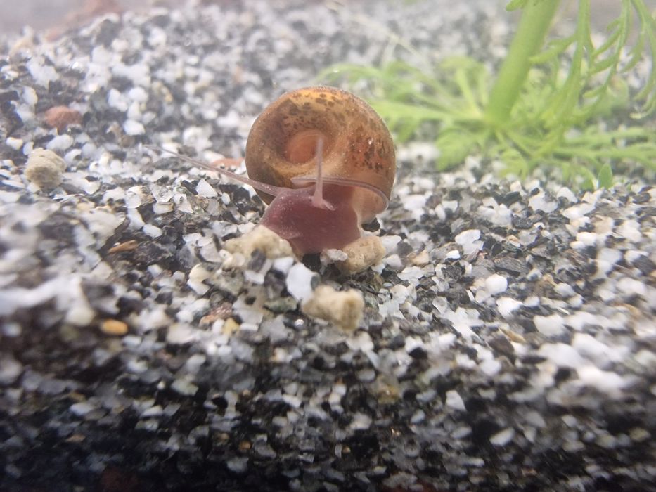 Planorbis / ramshorn snail (caracol de água doce)