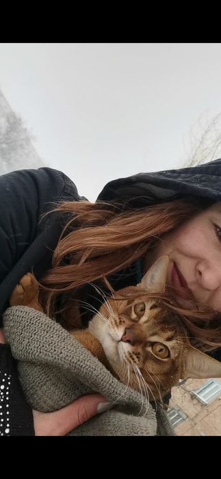 Вязка Абиссинский кот