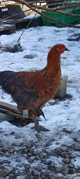 Koguty Brahma sprzedam