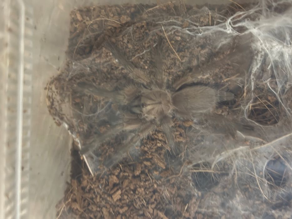Monocentropus balfouri (2dc)