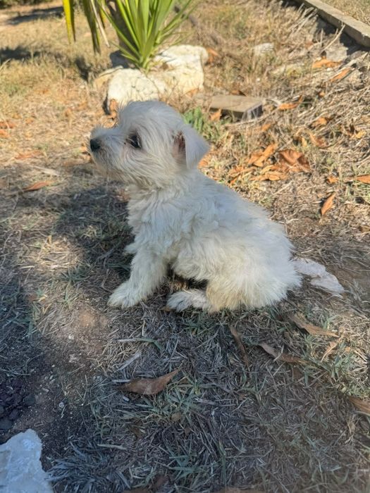 Macho Westy com Pedigree