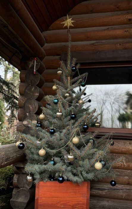 Ялинки на Новий рік Дніпро