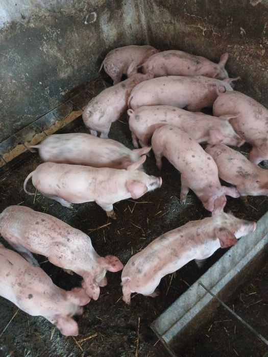 Поросята мясного напрямку