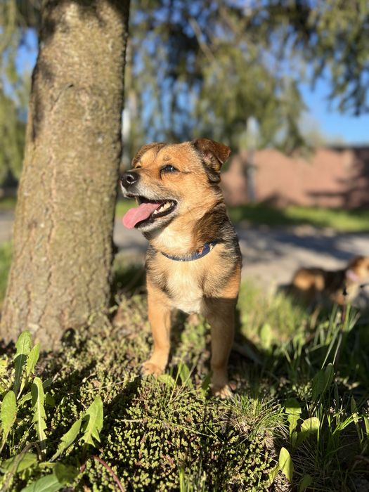 Do adopcj maly psiak Dolar