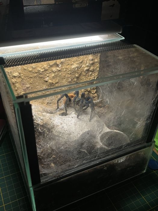 Chromatopelma cyaneopubescens samiczka 4,5dc + terrarium