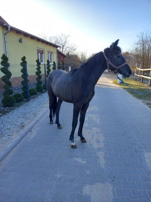 Polski koń sportowy klaczka siwa