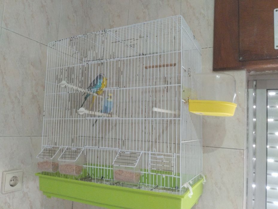 Periquitos Australianos e Gaiolas.