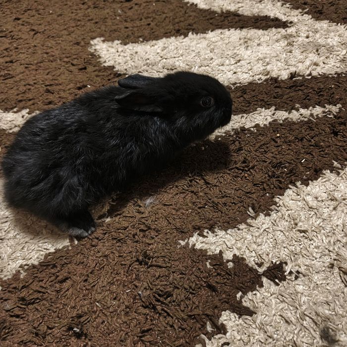 Продам маленьких крольчат