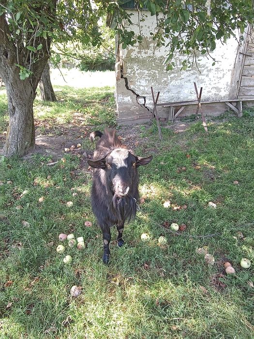 Продам козла цап