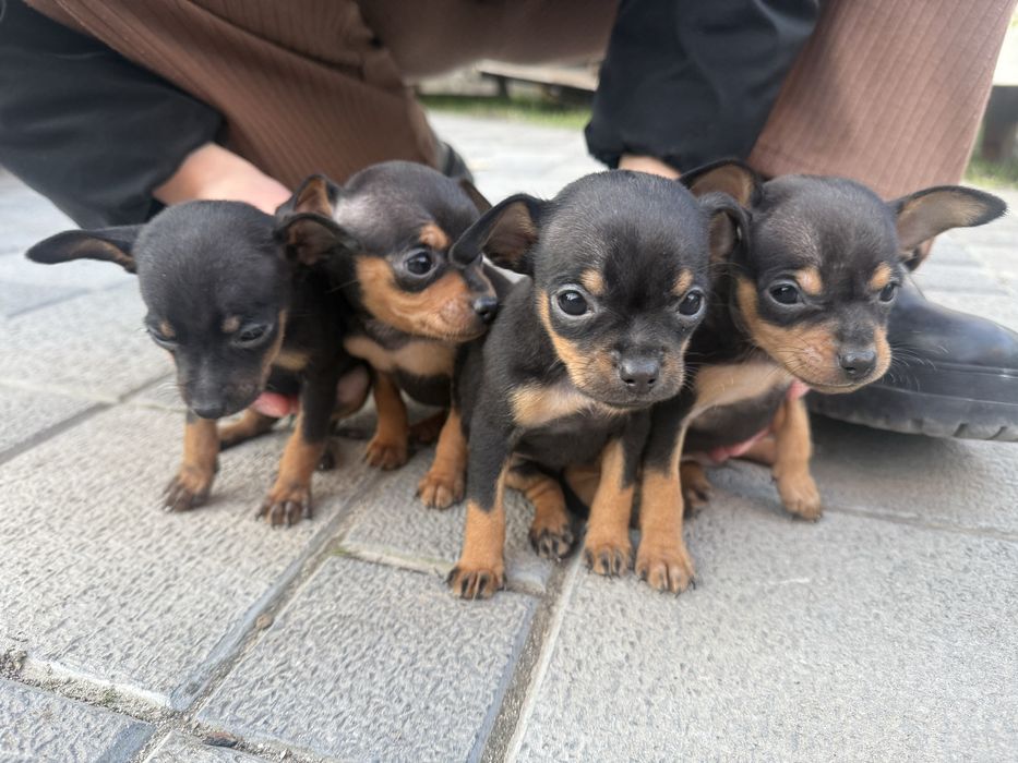 Продам Тойтерєрів