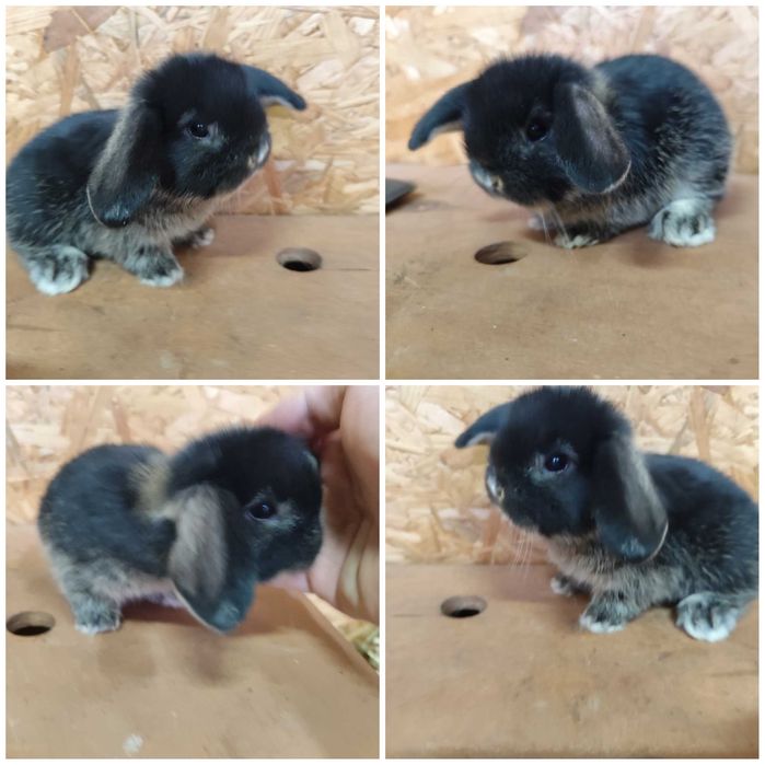 Hodowla PIĘKNY Mini Lop Karzełek Rex królik miniaturka baranek teddy