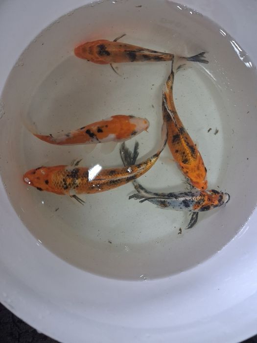Karp koi karaś złota orfa