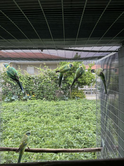 Varias aves para venda